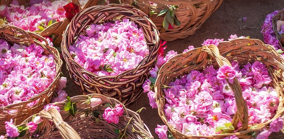 На Кипре начался 14 фестиваль роз!: фото 2