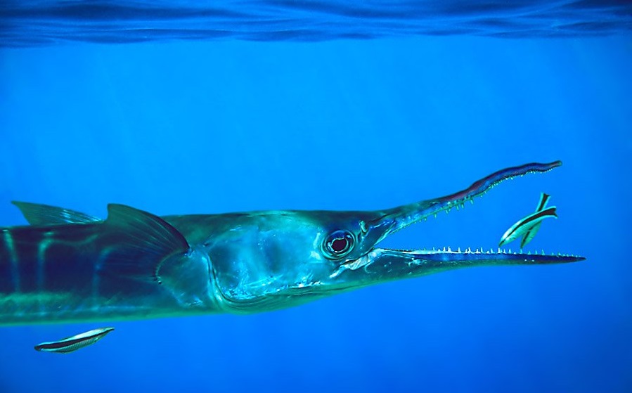 Средиземноморский сарган - рыба, предшественник динозавров : фото 3
