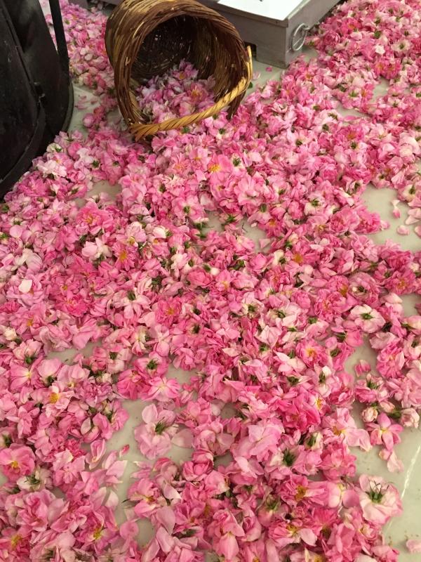 Фестиваль роз в деревне Агрос: фото 8