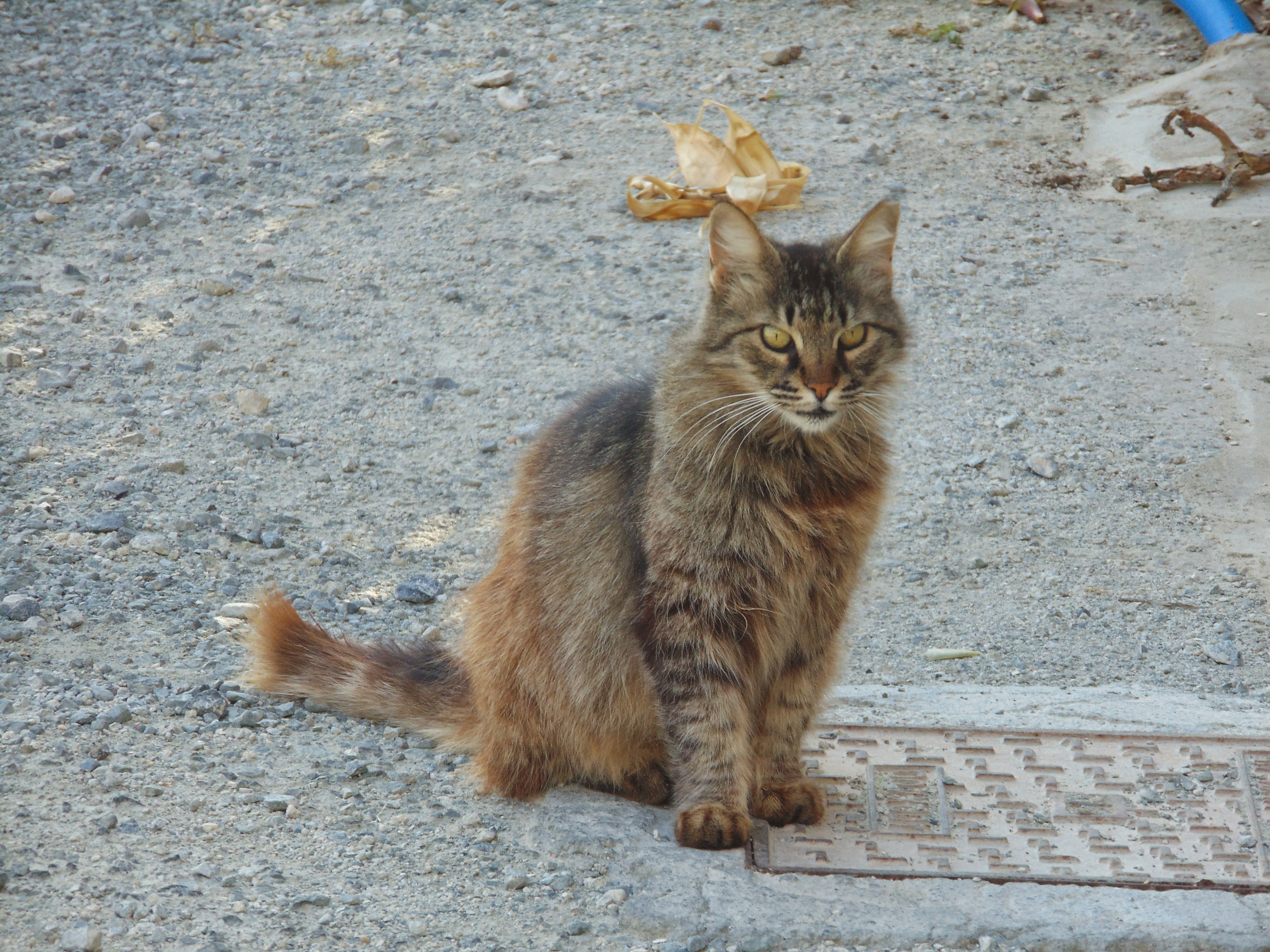 Кипрские кошки: тайны, скандалы, разоблачения :): фото 3