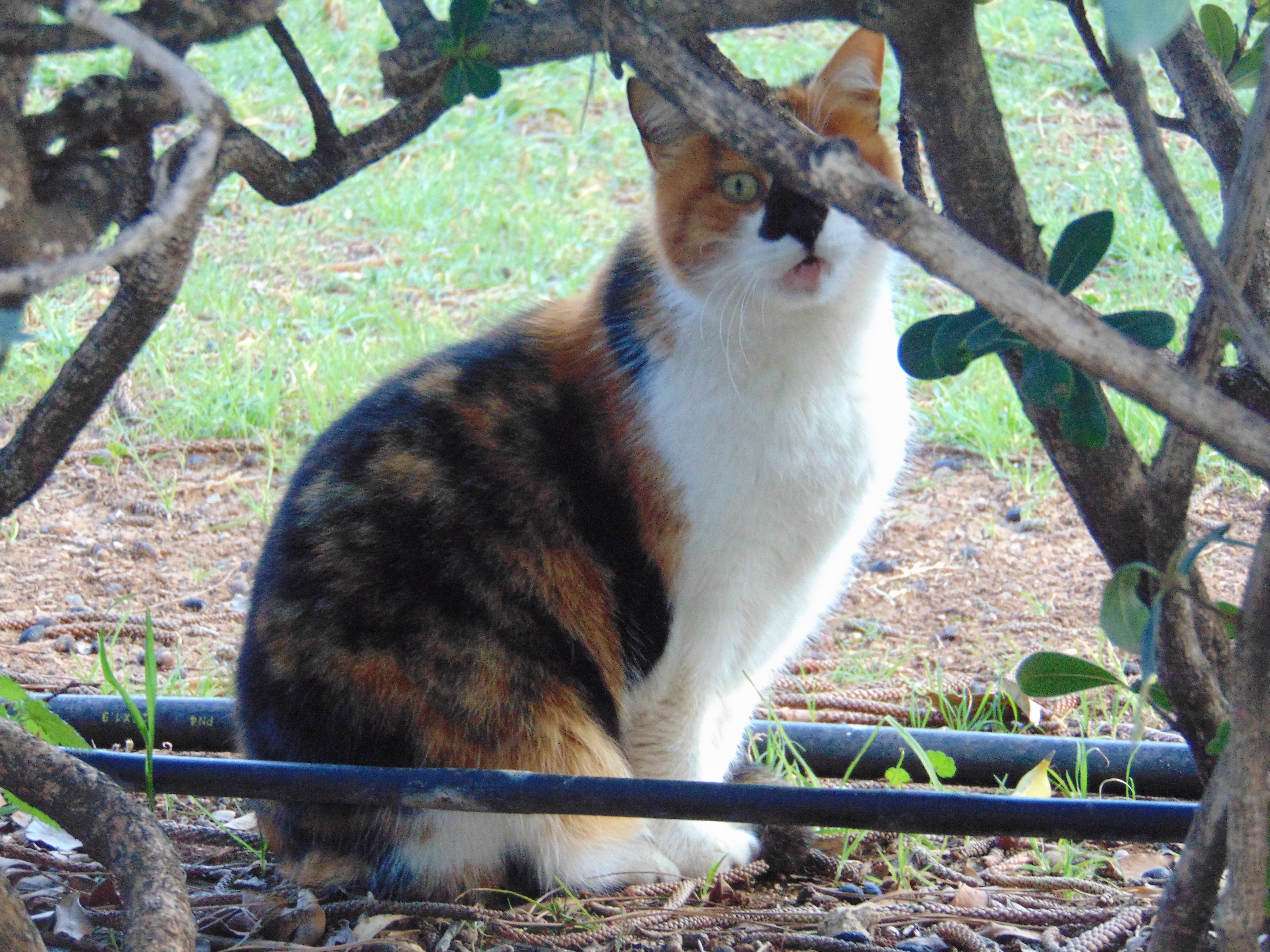 Кипрские кошки: тайны, скандалы, разоблачения :): фото 6