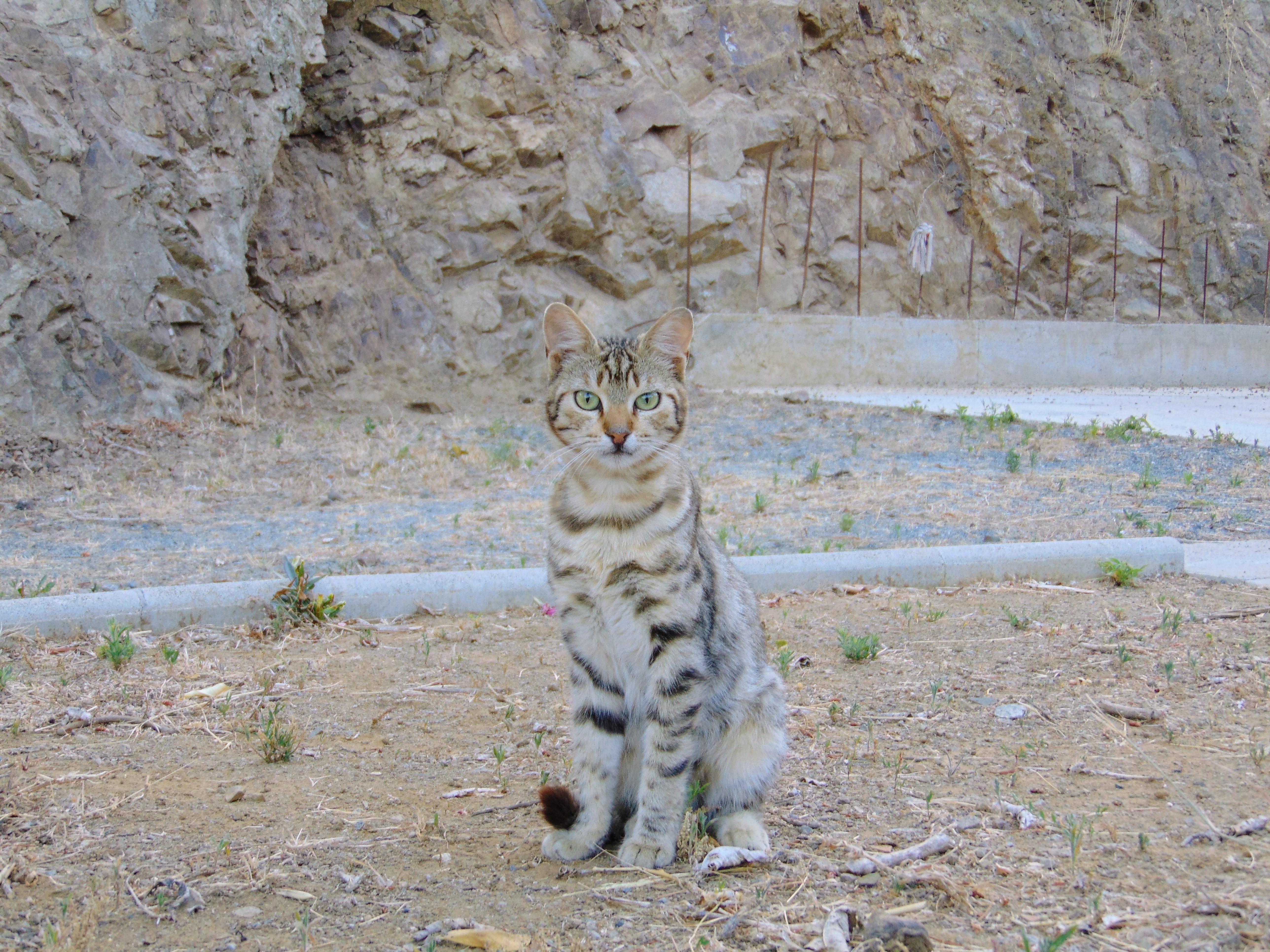 Кипрские кошки: тайны, скандалы, разоблачения :): фото 8