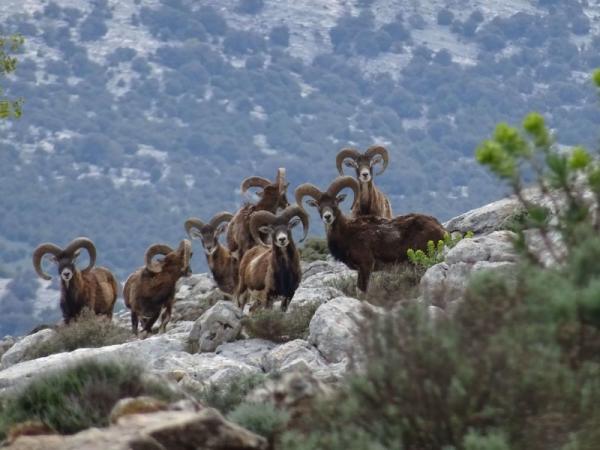 Муфлон - сокровище кипрских лесов и предмет гордости местных жителей. Блог о фауне Кипра: фото 3