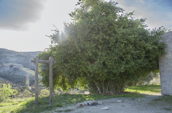 Top-5 самых необыкновенных деревьев Кипра: фото 2