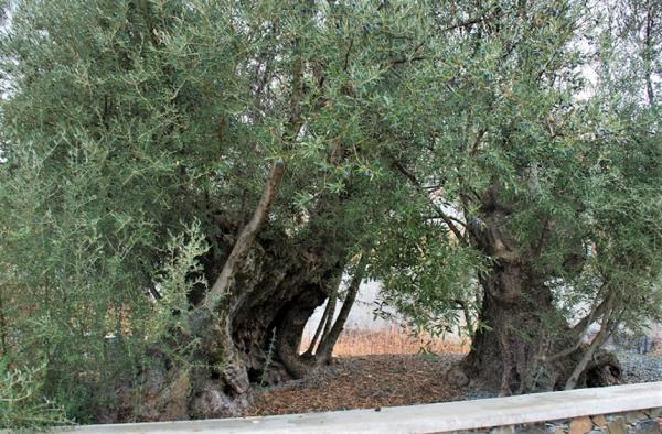 Top-5 самых необыкновенных деревьев Кипра: фото 4