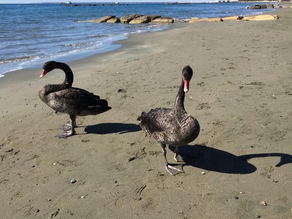 Черные лебеди покинули пляж Лимассола :(: фото 2