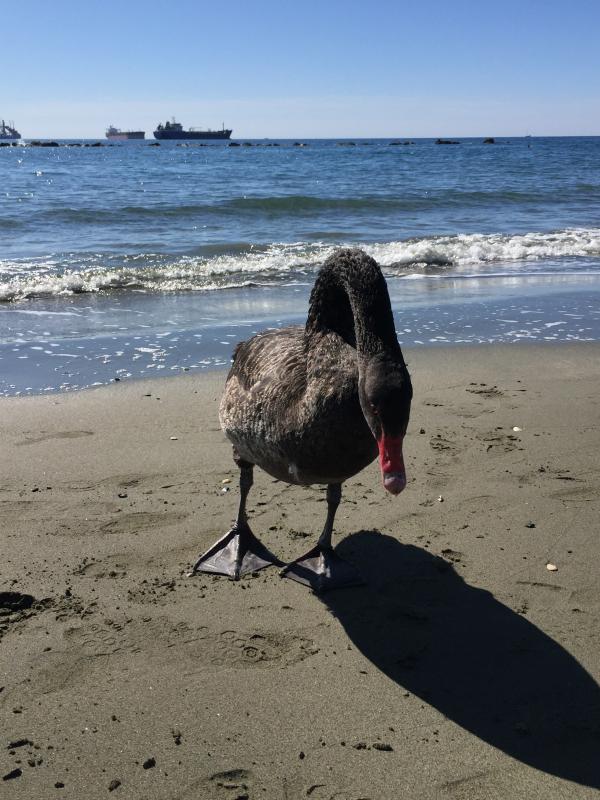 Черные лебеди покинули пляж Лимассола :(: фото 3