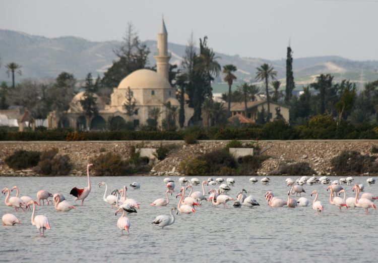 фламинго на Кипре
