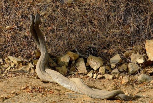 Фото танцующих змей пафоса покорило интернет: фото 2