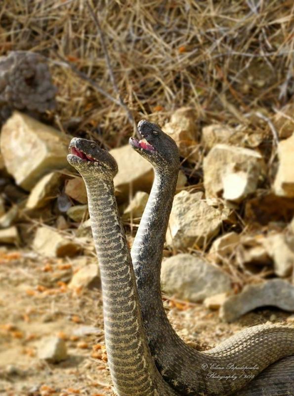 Фото танцующих змей пафоса покорило интернет: фото 3
