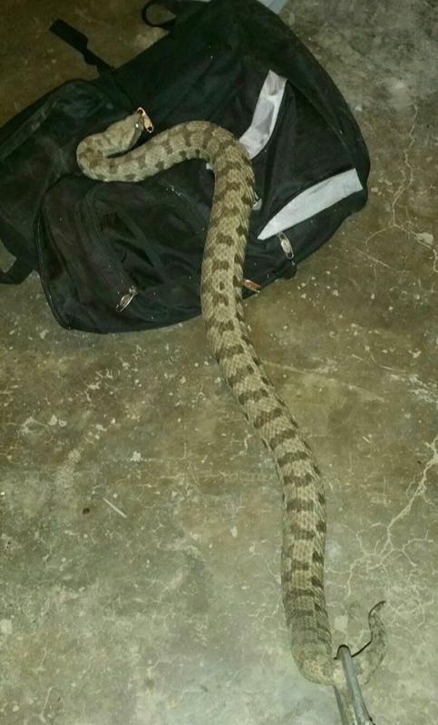 Метровая ядовитая змея заползла в одну из Лимассольских школ: фото 2