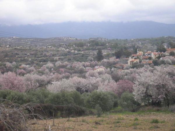 На Кипре цветет миндаль: фото 3