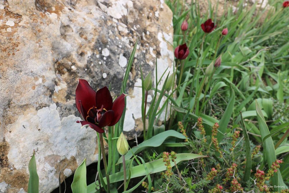 тюльпаны на Кипре