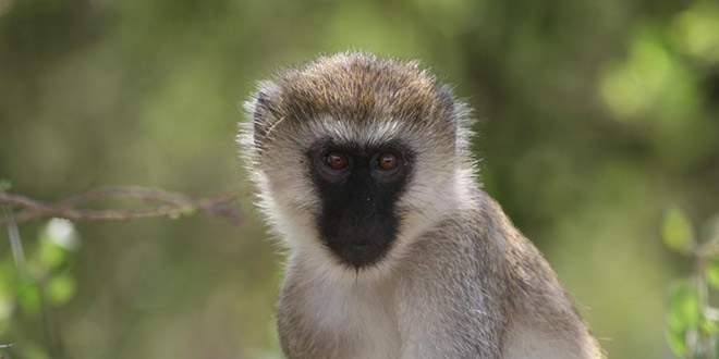 Сбежавшая из Пафоса обезьянка поймана в пригороде Лимассола: фото 2