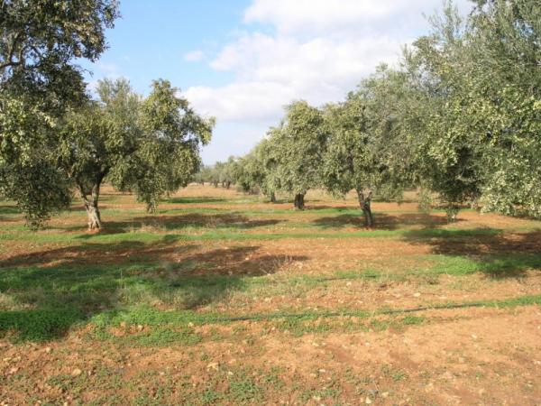 Сбор оливкового урожая на Кипре.: фото 2