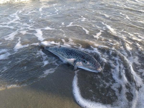 Смертельно ядовитая рыба замечена на пляжах Лимассола: фото 2