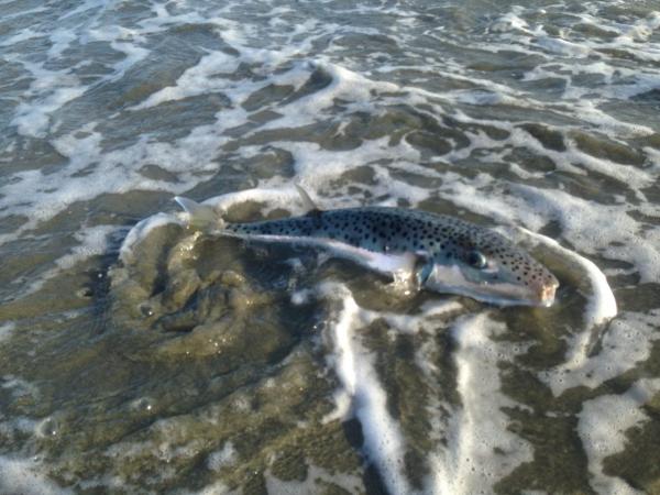 Смертельно ядовитая рыба замечена на пляжах Лимассола: фото 3