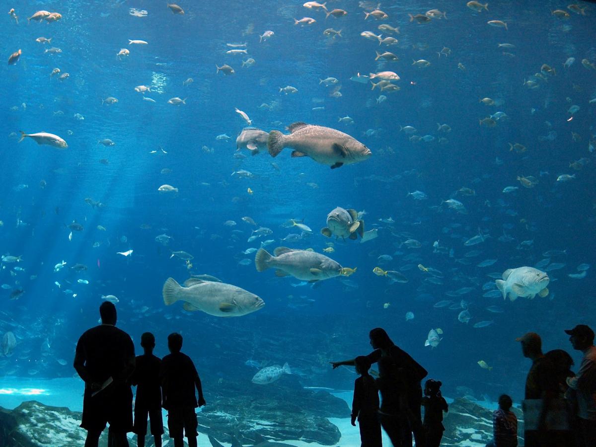 Океанариум/Ocean aquarium в Протарасе: фото 4