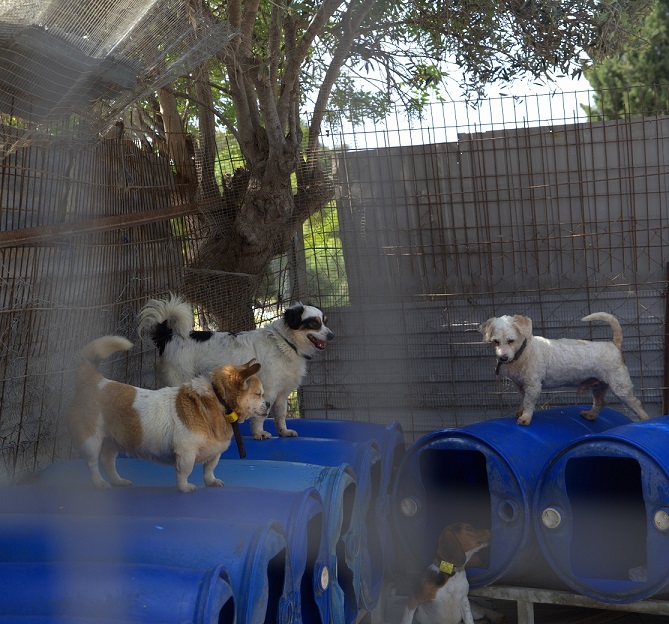Приют для бездомных животных в Пафосе: фото 2