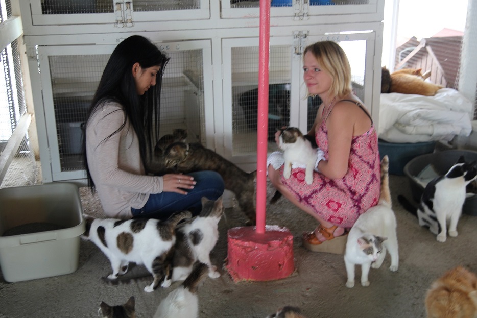 Приют для бездомных животных в Пафосе: фото 3