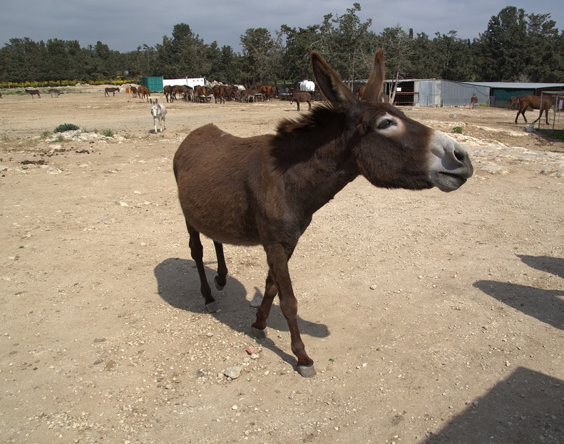 Приют для бездомных животных в Пафосе: фото 5