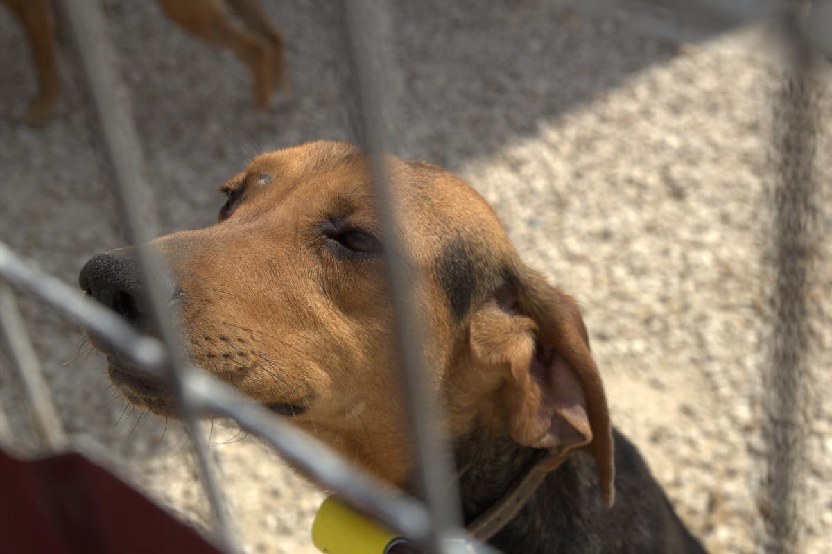 Приют для бездомных животных в Пафосе: фото 7