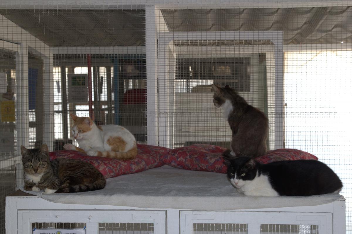 Приют для бездомных животных в Пафосе: фото 8