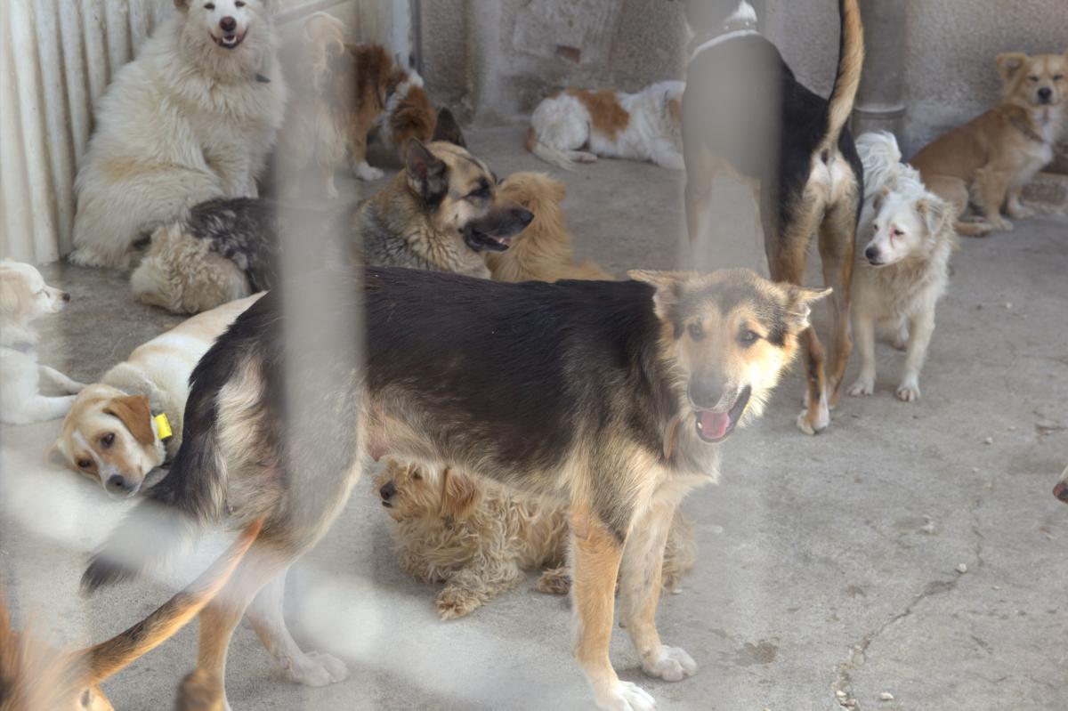Приют для бездомных животных в Пафосе: фото 9