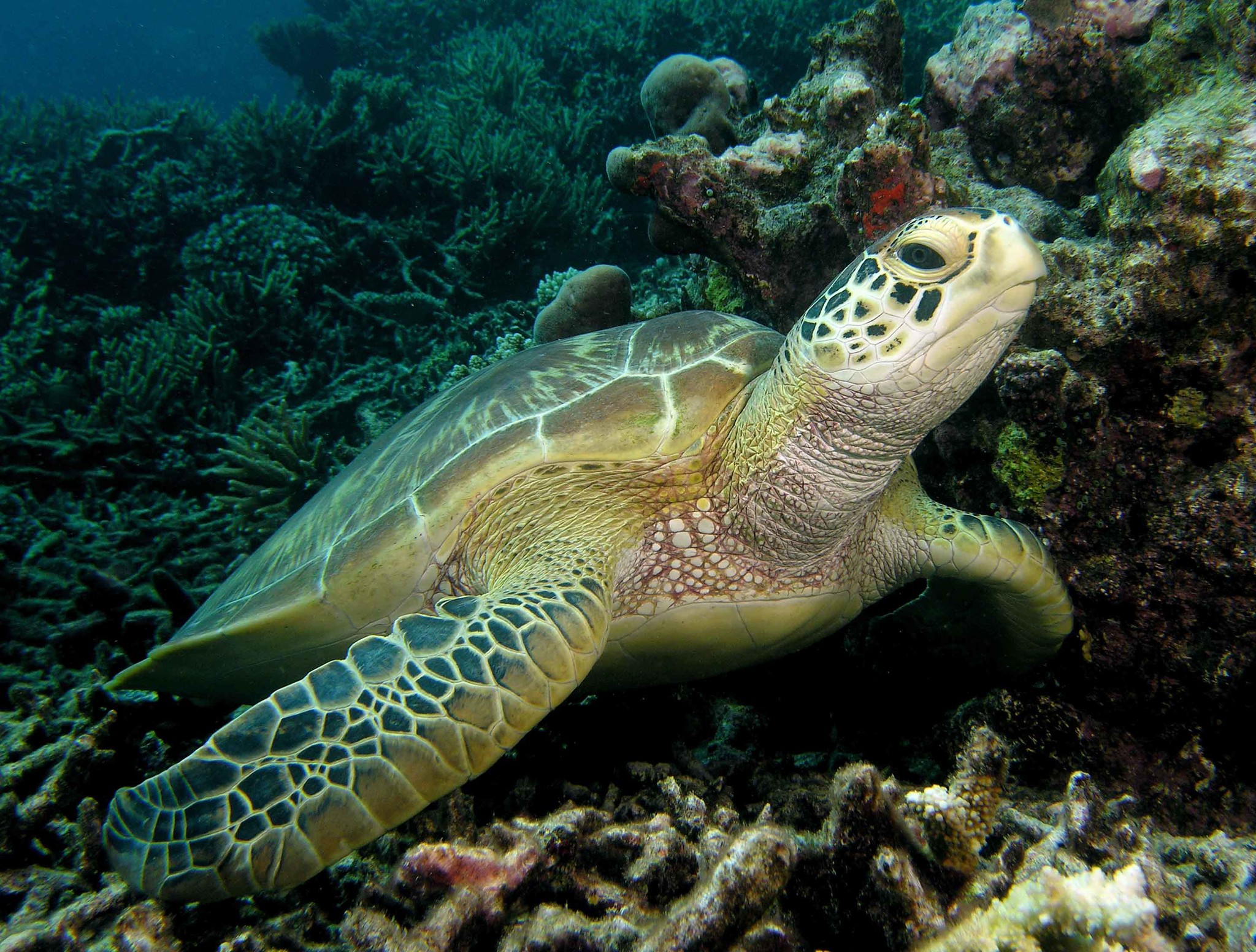 На Кипре в море была выпущена черепаха Элпида - Новости Кипра