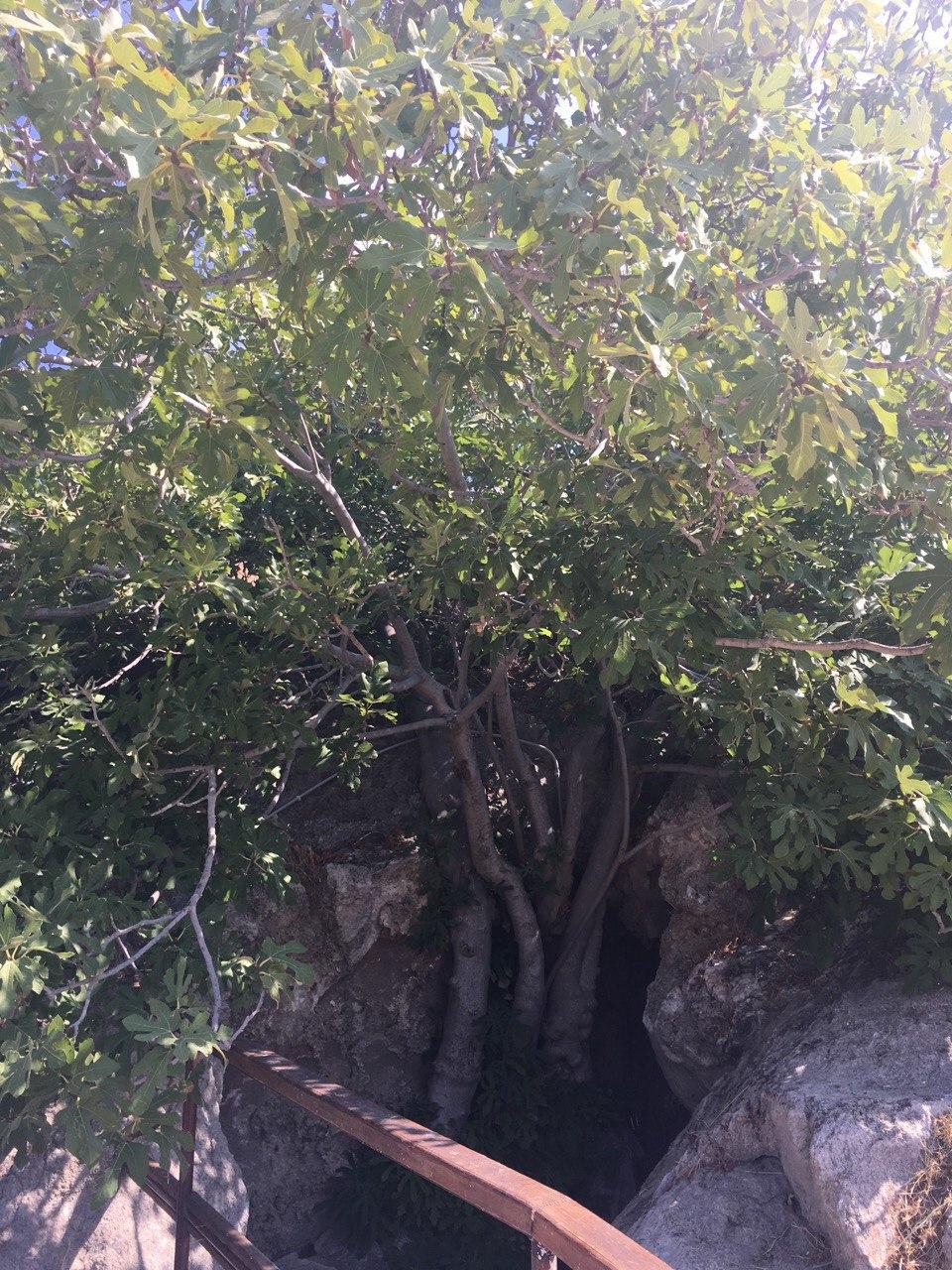 Инжирная пещера на Северном Кипре: фото 2