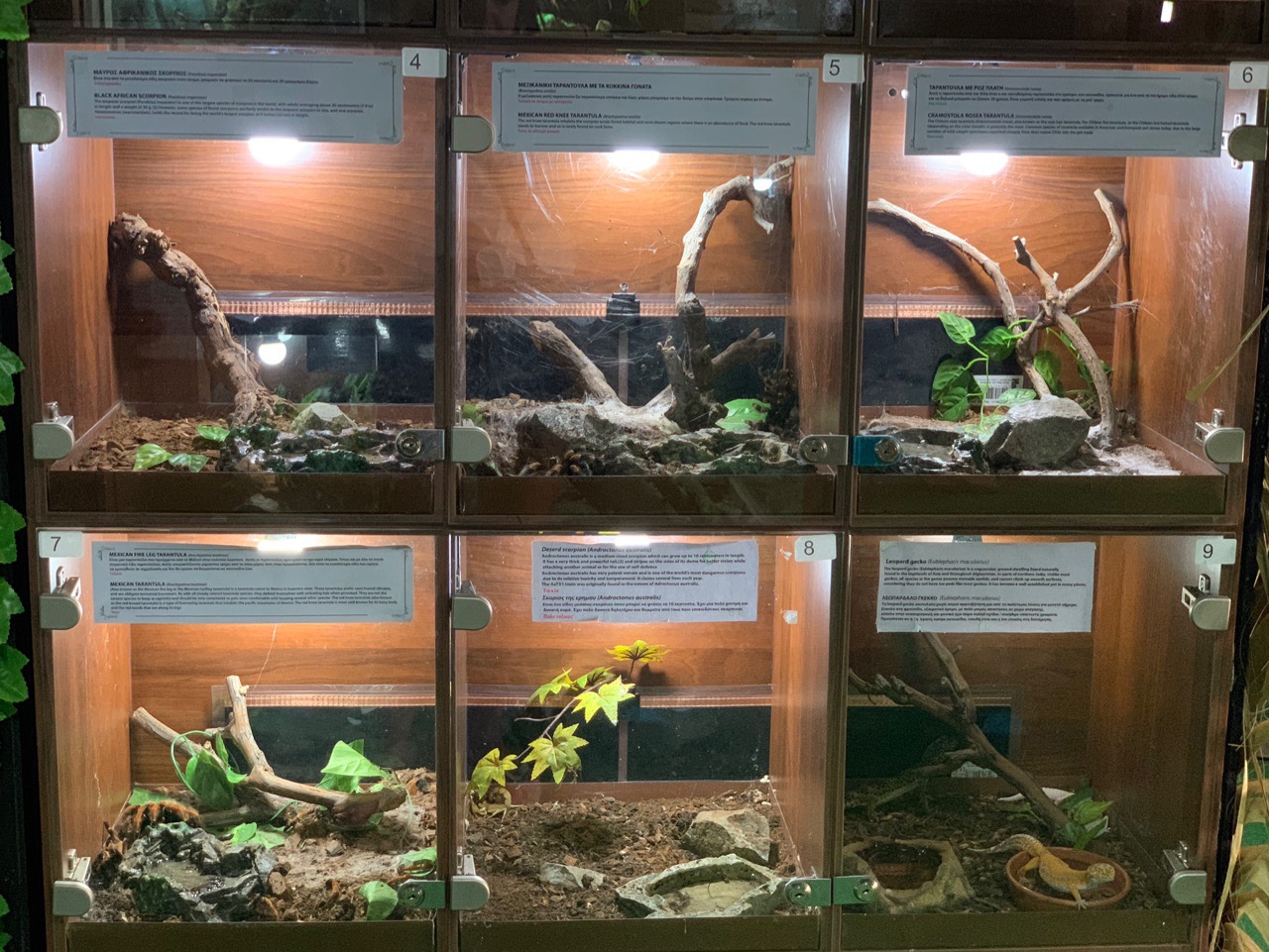 Reptile Jungle - Змеиное царство в центре Лимассола!: фото 5