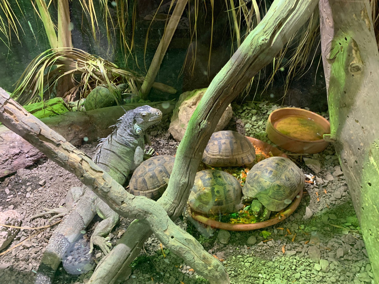Reptile Jungle - Змеиное царство в центре Лимассола!: фото 30