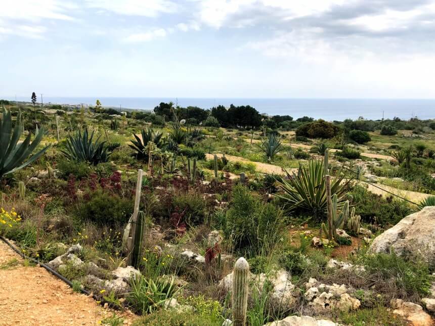 Ayia Napa Cactus Park - парк кактусов, средиземноморских растений и суккулентов в Айя-Напе: фото 29