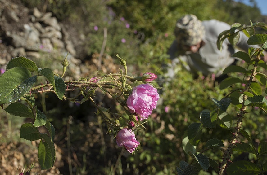 Кипрская деревушка Агрос, наполненная ароматами роз! : фото 7