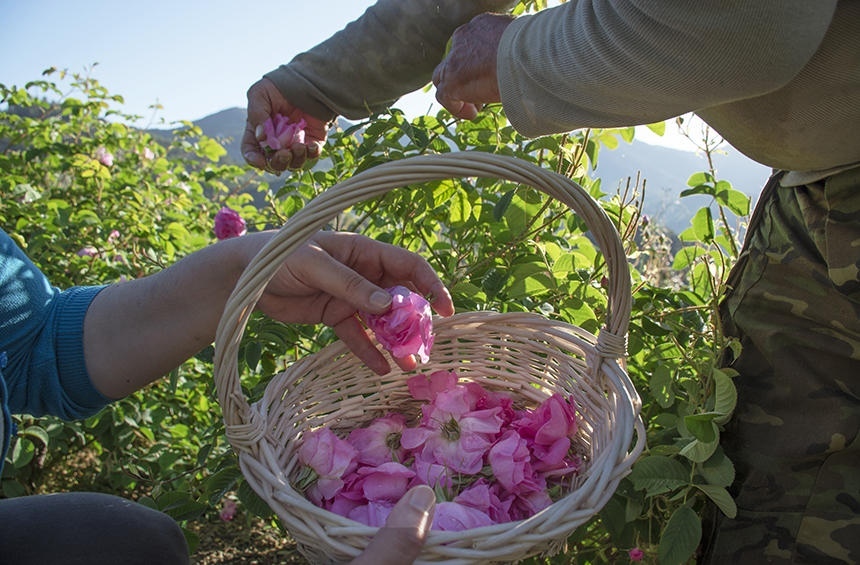 Кипрская деревушка Агрос, наполненная ароматами роз! : фото 8