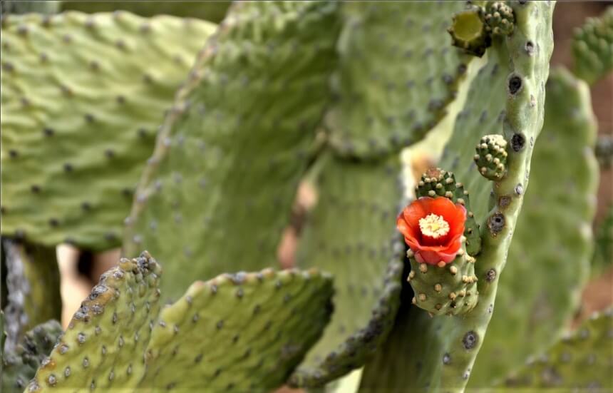 Ayia Napa Cactus Park - парк кактусов, средиземноморских растений и суккулентов в Айя-Напе: фото 23