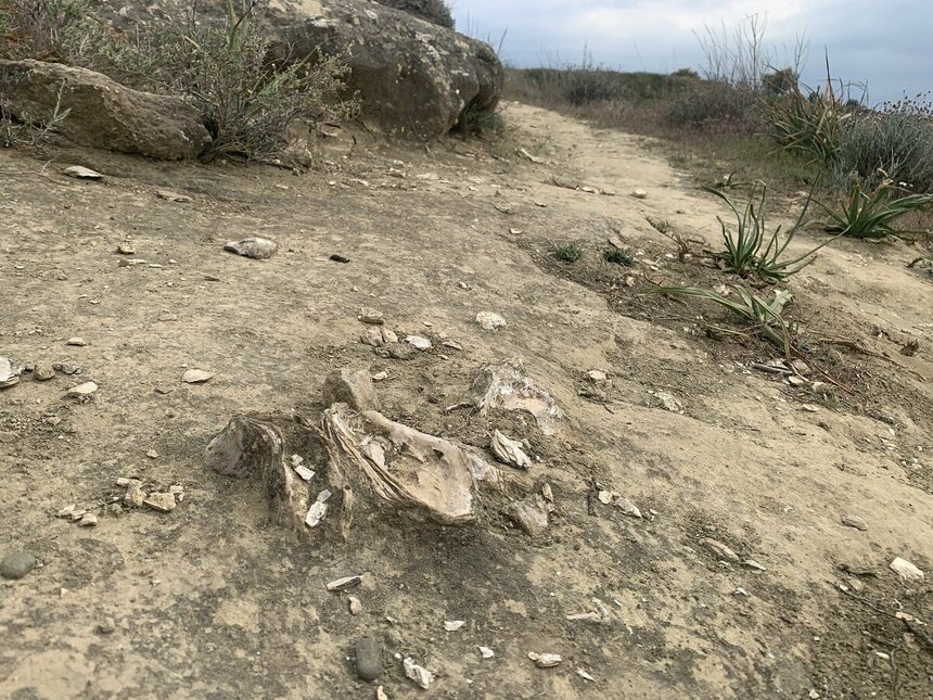 Ущелье Каккаристра — гигантское кладбище доисторических морских раковин на Кипре: фото 10