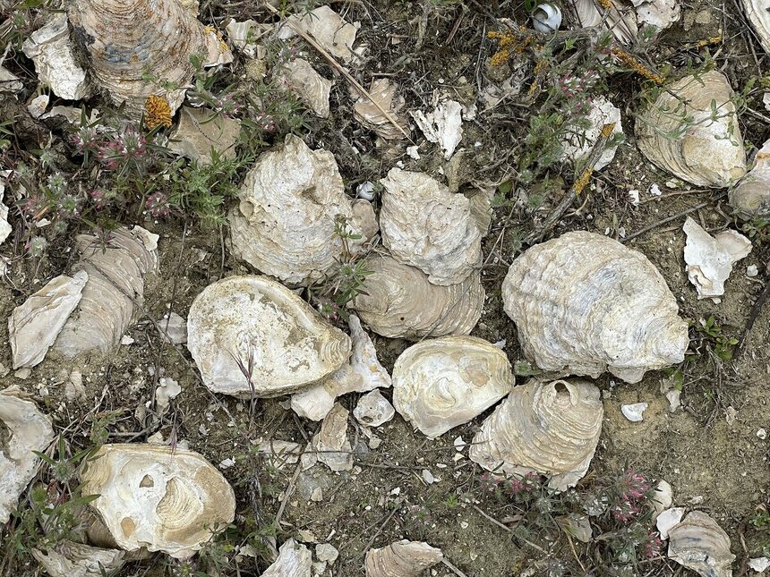 Ущелье Каккаристра — гигантское кладбище доисторических морских раковин на Кипре: фото 7