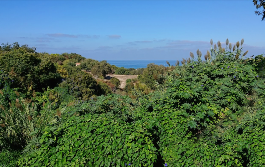 Лемба Парк - цветочный рай на Кипре, где запахи просто завораживают!: фото 10
