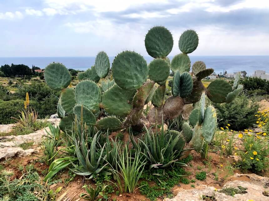 Ayia Napa Cactus Park - парк кактусов, средиземноморских растений и суккулентов в Айя-Напе: фото 16
