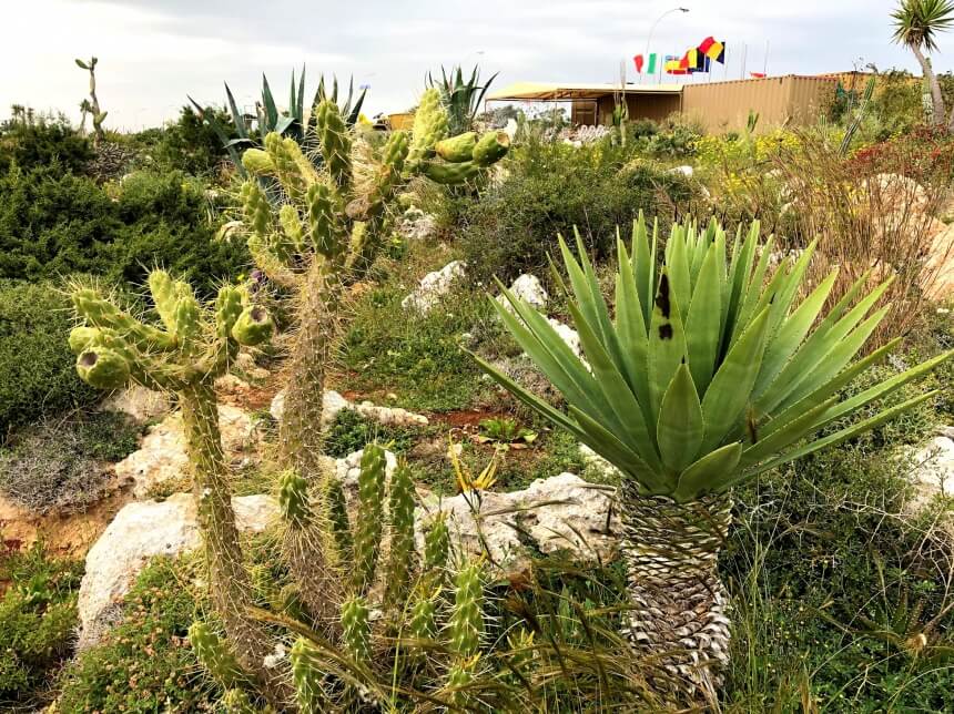 Ayia Napa Cactus Park - парк кактусов, средиземноморских растений и суккулентов в Айя-Напе: фото 26