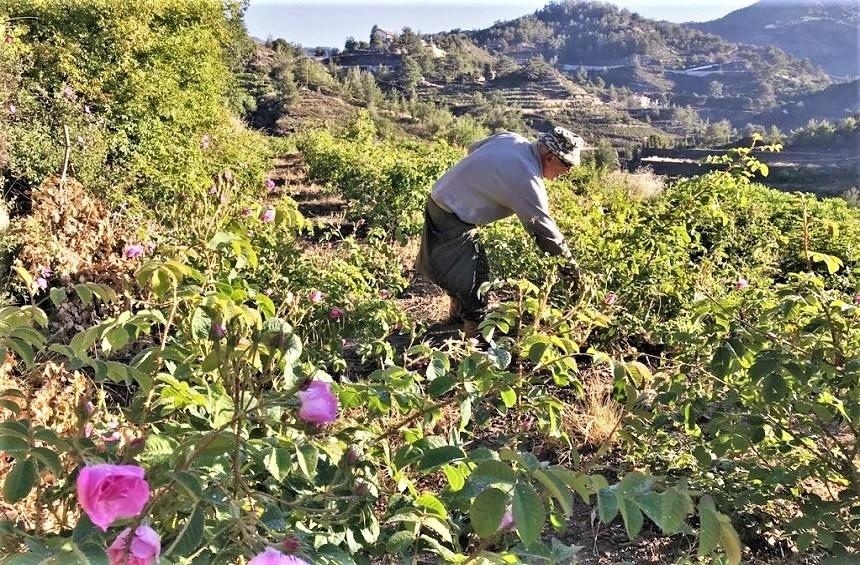 Кипрская деревушка Агрос, наполненная ароматами роз! : фото 14