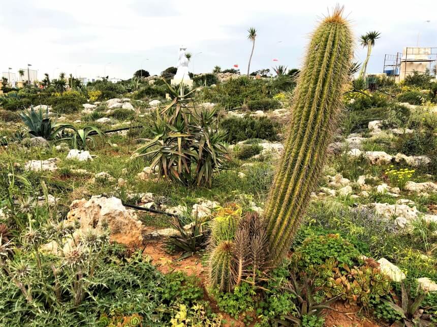 Ayia Napa Cactus Park - парк кактусов, средиземноморских растений и суккулентов в Айя-Напе: фото 8