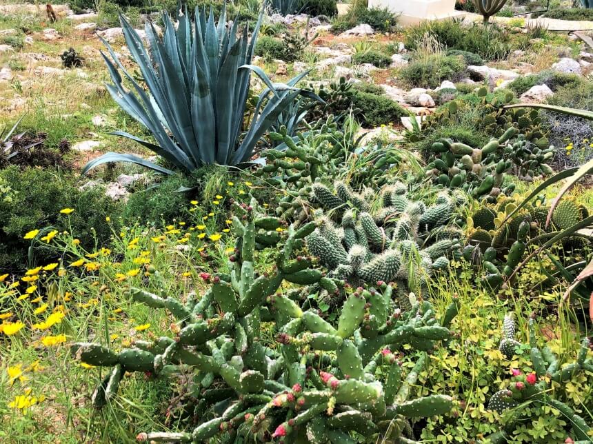 Ayia Napa Cactus Park - парк кактусов, средиземноморских растений и суккулентов в Айя-Напе: фото 24