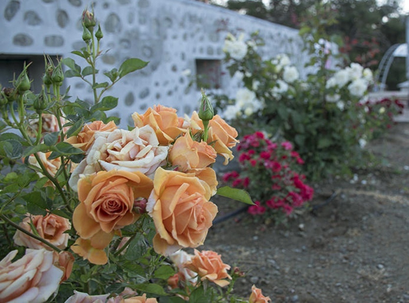 Кипрская деревушка Агрос, наполненная ароматами роз! : фото 5