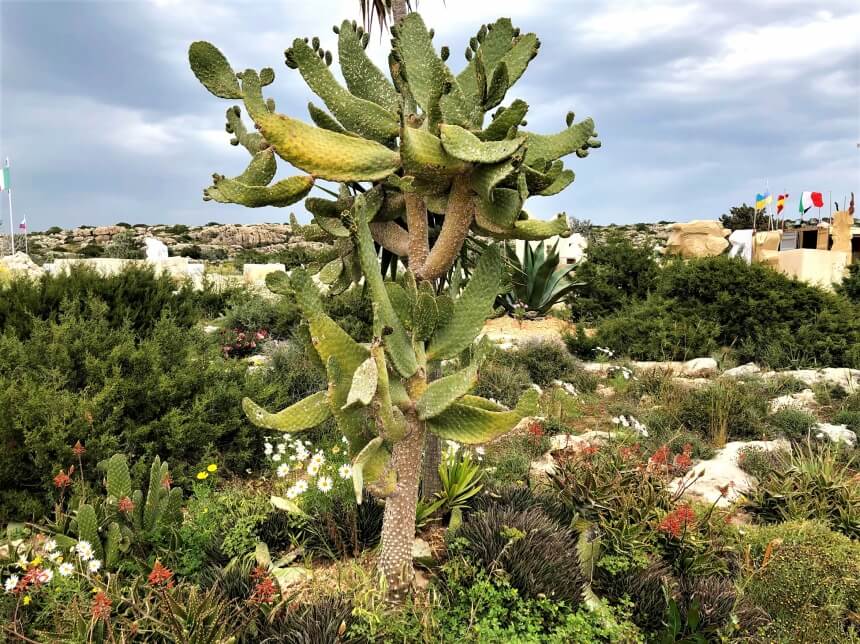 Ayia Napa Cactus Park - парк кактусов, средиземноморских растений и суккулентов в Айя-Напе: фото 25