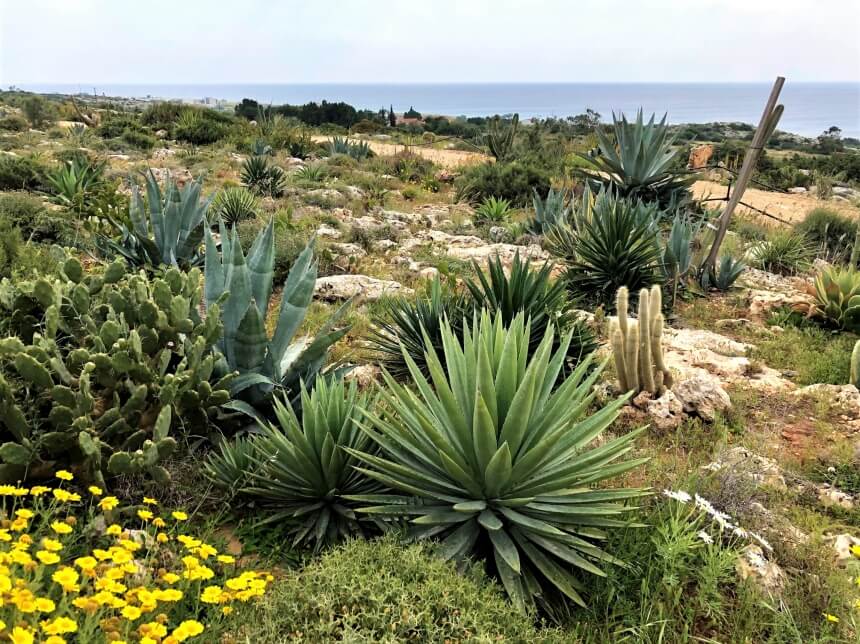 Ayia Napa Cactus Park - парк кактусов, средиземноморских растений и суккулентов в Айя-Напе: фото 6