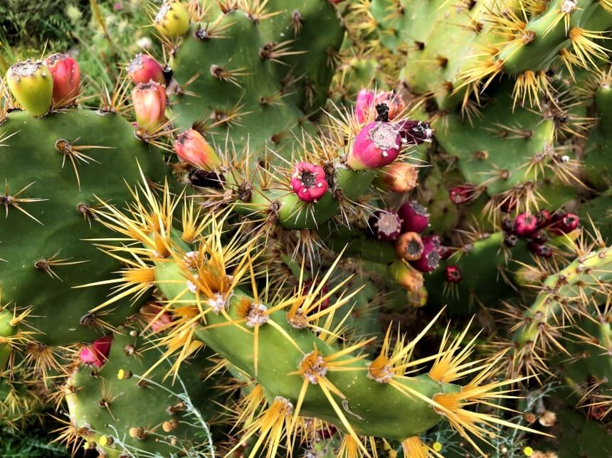 Ayia Napa Cactus Park - парк кактусов, средиземноморских растений и суккулентов в Айя-Напе: фото 22