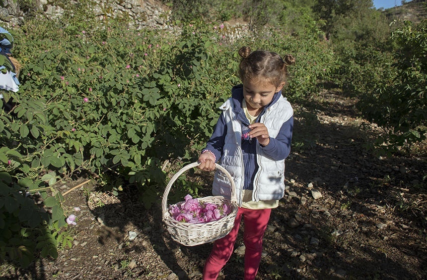Кипрская деревушка Агрос, наполненная ароматами роз! : фото 12
