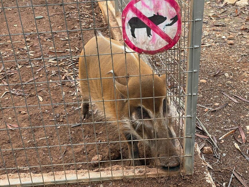 Зоопарк Пафоса — увлекательное путешествие в мир животных со всего мира: фото 6 Зоопарк Пафоса — увлекательное путешествие в мир животных со всего мира: фото 6